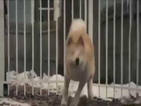 Music mp3 very sad with the fulfillment Hatchi story who cried the world