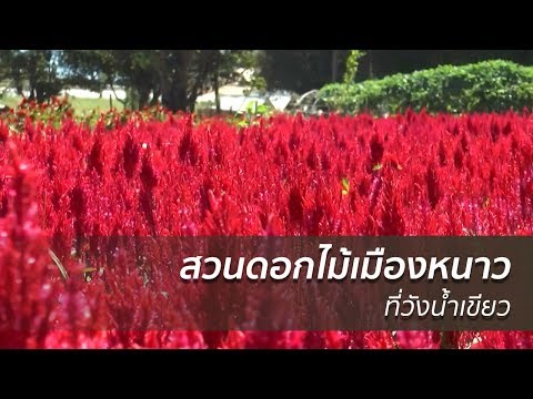 ชวนเที่ยวชมสวนดอกไม้เมืองหนาวที่วังน้ำเขียว | 27 ธ.ค. 60 | ปรากฏการณ์ข่าวจริง