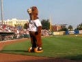 Charleston riverdogs