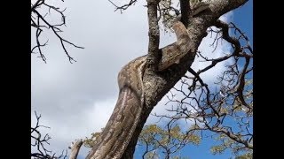 The Largest Snake In Africa