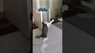 Kahraman kedi şerafettin | Yerli Kâşif Parodi Edit #viral #komik #kedi
