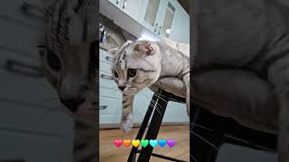 Shanti Cat