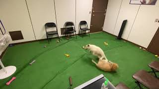 Great Pyrenees sisters Nova & Lady