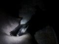Perra amamantando gato cachorro - Dog breastfeeding cat puppy