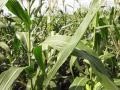 Kilimo Kwanza na Mwl M. L. Nkwabi. +255762769677.