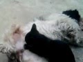 dog breastfeeding a cat