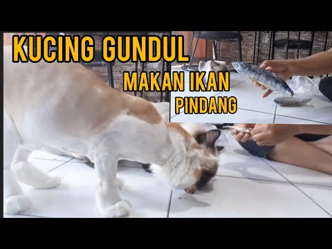 KUCING LAGI MAKAN IKAN || KUCING MAKAN IKAN PINDANG