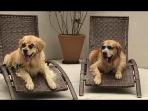 Funny Dogs And Cats Videos Compilation 2019 #1 - Cute Pets Channel