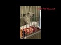 Funny Dogs And Cats Videos Compilation 2019 #1 - Cute Pets Channel