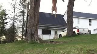 Incredible Pit Bull Jumps Into Tree