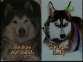 Breed All About It - Alaskan Malamute