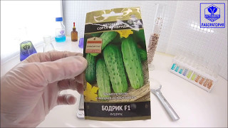 Огурец Бодрик F1. Поиск