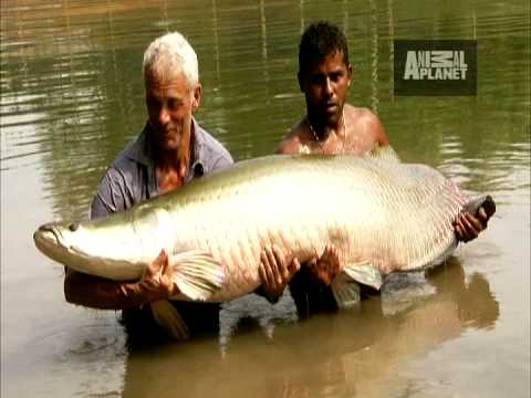 River Monsters - Battling an Arapaima
