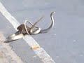 mongoose