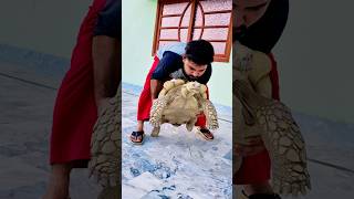 Sada Shok Nawaba Jaye Cute Pet