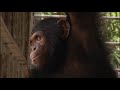 Chimp Eden 18 A New Home for Suzie and Lilly (Part 2)