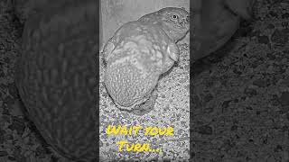 Short Funny Little Owl Moment Male Owl Shares Voles With Mate... But Not Before He Takes A Bite