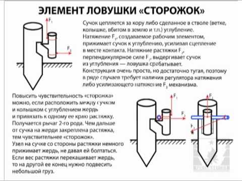 Ловушка на куницу видео Ловушка на куницу видео