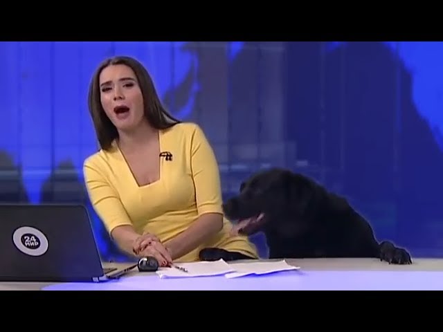 Dog Is Co-Host In Special News Edition - Video