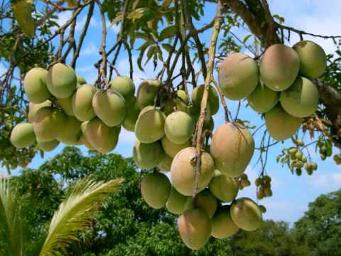 Surah Yaseen with Urdu Translation Part 2 of 3