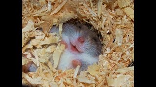 Hamsters Are Crazy - Funny Hamsters Compilation