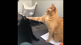 Arkadaşını Kutsayan Şapşik Kedi Amk