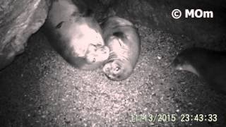 Mediterranean Monk Seals in Evia, Greece
