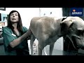 ENFERMEDAD HEPATICO PERRO enfermedad hepatico perro: