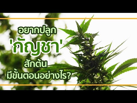 อยากปลูกกัญชาสักต้น มีขั้นตอนอย่างไรบ้าง?