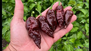 2025 Super Hot Grow Series Ep07 - We Have Ripe Pods