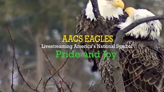 AACS Eagles Live Stream