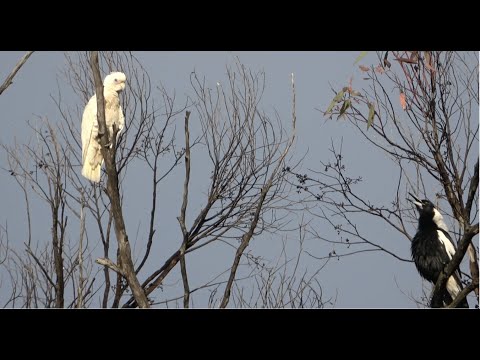 Magpies sing to Cockatoo