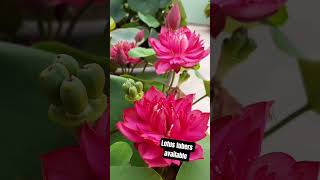 Lotus Tuber Sale Rare Colors & High Quality Bulbs For Pond & Pots