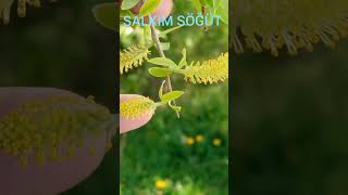 Salkim Söğüt Salix