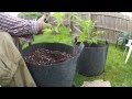 Planting tomato in container with soil-less mix