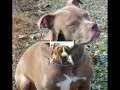 rottweiler vs pitbull