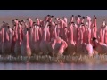 Pink Flamingos Dancing to Michael Jackson