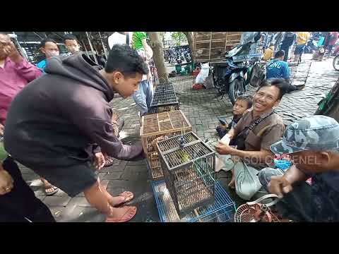 HARGA BURUNG TERBARU PASAR BURUNG TRADISONAL JAWA PENJUWAL NYA DARI DESA PEGUNUNGAN