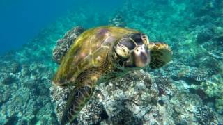 GoPro Video: Maui, Hawaii