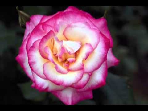 phool phool par bani teri tasbeerslide by DjRProduction