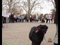 Видео Пикет в защиту животных прошел в Севастополе