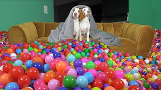 Waking Up My Dogs With Room Full Of Colorful Plastic Balls