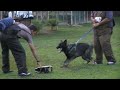 PERROS DE ATAQUE