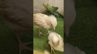 Cute Color Desi Chicks