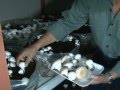 PRODUCCION DE HONGOS COMESTIBLES