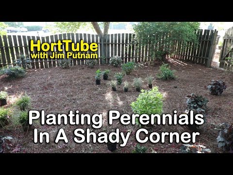 Planting Shade Perennials in the Garden