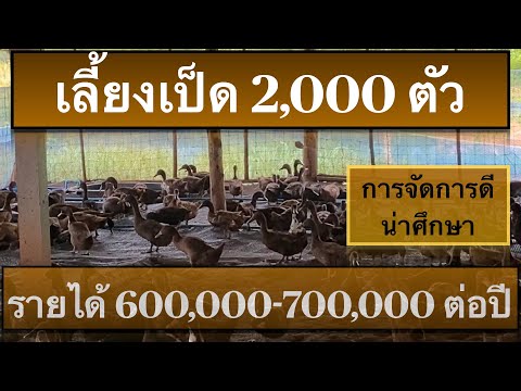 เลี้ยงเป็ดไข่ 2,000 ตัวคลิปเดี่ยวรู้ทุกเรื่อง (ลดต้นทุน ) ไข่ใหญ่ ไข่แดง #การจัดการฟาร์มเป็ดขนาดใหญ่