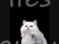 Purrr...fect Outcome Purrr...fect Outcome