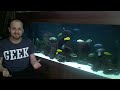 cichlid