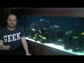 cichlid
